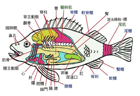 魚有幾種|魚(魚類):基本信息,動物特徵,動物外形,紡錘形,側扁型,棍棒型,平扁。